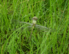 Ophiogomphus obscurus