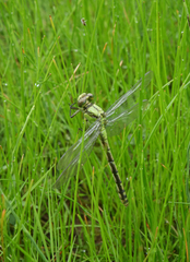 Ophiogomphus obscurus