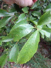 Denhamia fournieri