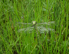 Ophiogomphus obscurus