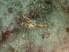 Coscinasterias tenuispina