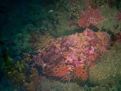 Scorpaena scrofa