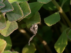 Oxyopes lineatus