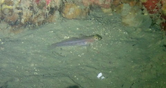 Gobius xanthocephalus