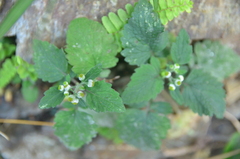 Dichrocephala integrifolia