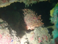 Scorpaena scrofa