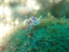 Facelina auriculata