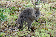 Setonix brachyurus