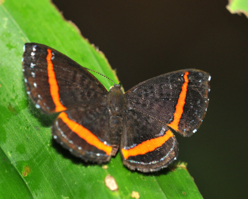 Orange-banded Gem