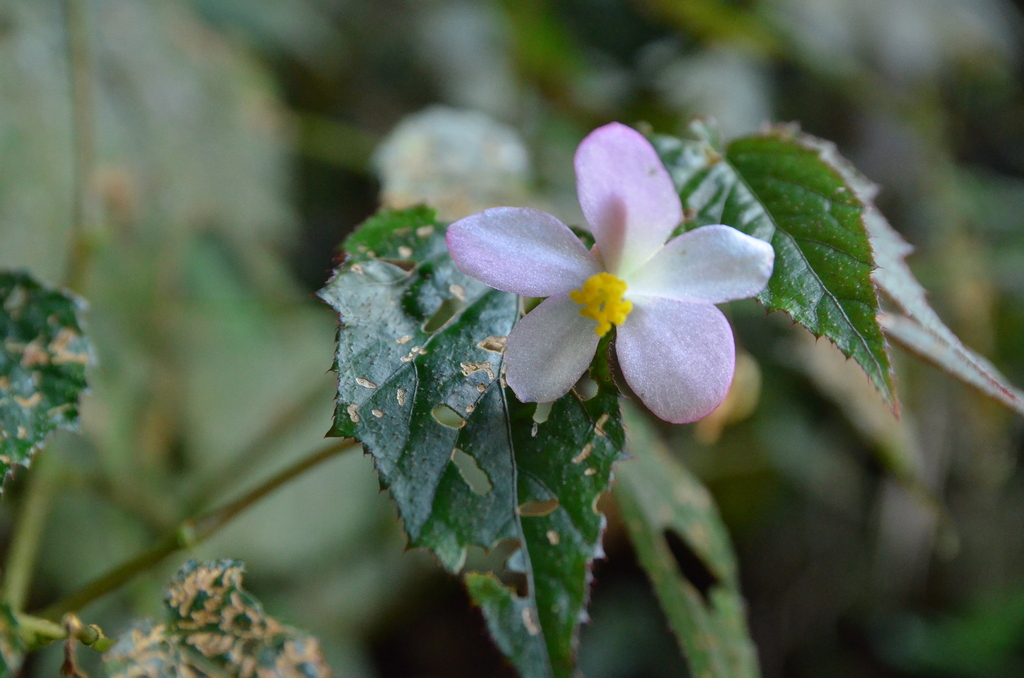 Begonia × buimontana