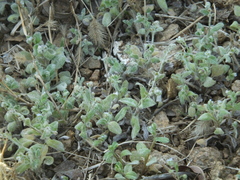 Trigonotis peduncularis