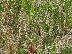 Anthoxanthum glabrum