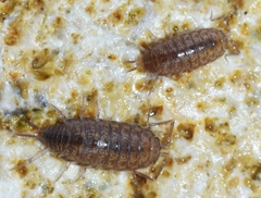 Halophiloscia hirsuta
