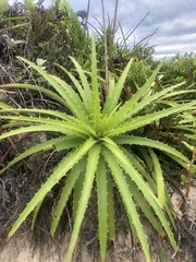 Dyckia encholirioides