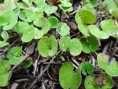 Dichondra microcalyx