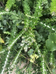 Baccharis gnaphalioides