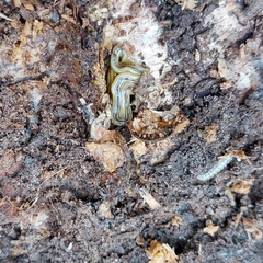 Diversibipalium multilineatum