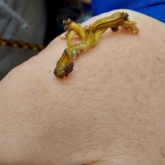 Diversibipalium multilineatum