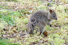 Setonix brachyurus