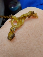 Diversibipalium multilineatum