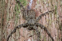 Heteropodinae