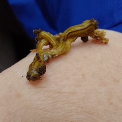 Diversibipalium multilineatum