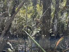 Tillandsia balbisiana