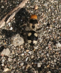 Dasymutilla araneoides