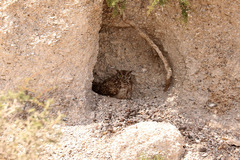 Bubo virginianus magellanicus