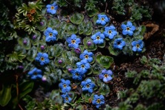 Chionocharis hookeri