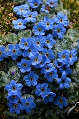 Chionocharis hookeri