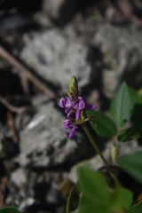 Desmodium intortum