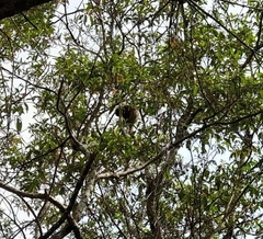Callicebus nigrifrons