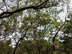 Callicebus nigrifrons