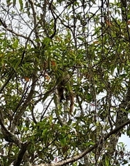 Callicebus nigrifrons