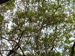 Callicebus nigrifrons