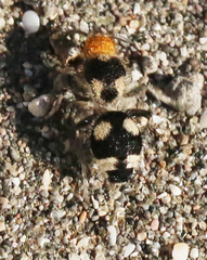 Dasymutilla araneoides