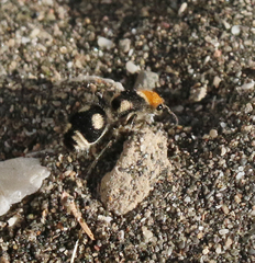 Dasymutilla araneoides