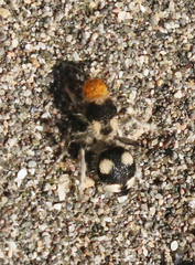 Dasymutilla araneoides