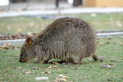 Setonix brachyurus