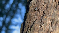 Acalymma trivittatum