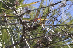 Tillandsia balbisiana
