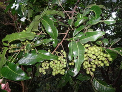 Elattostachys apetala