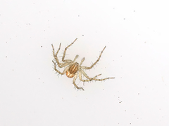 Oxyopes lineatus