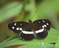 Janatella fellula