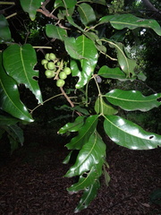 Elattostachys apetala