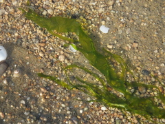 Ulvaceae