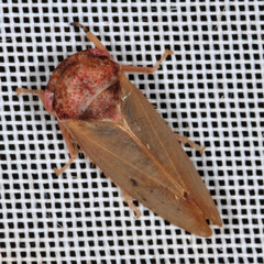 Iassus lanio
