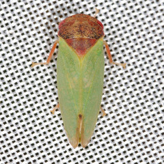 Iassus lanio