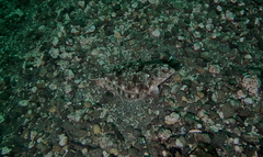 Lepidopsetta bilineata